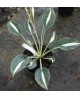 Hosta 'Whirly Pop' - Funkia