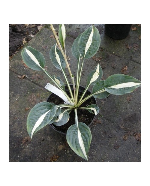Hosta 'Whirly Pop' - Funkia