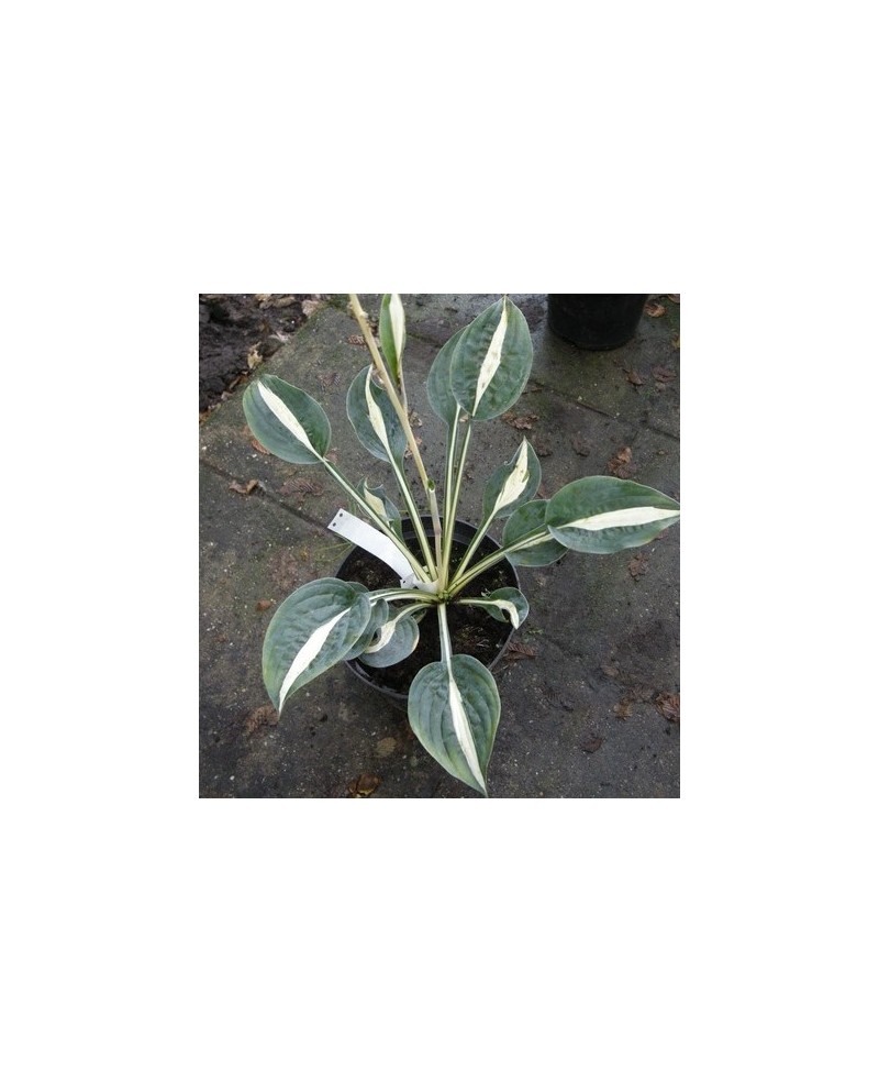 Hosta 'Whirly Pop' - Funkia