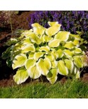 Hosta 'Spring Morning' - Funkia