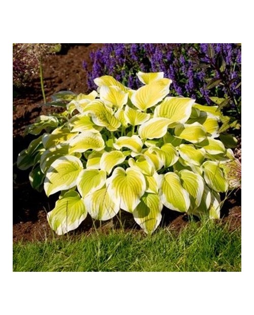 Hosta 'Spring Morning' - Funkia