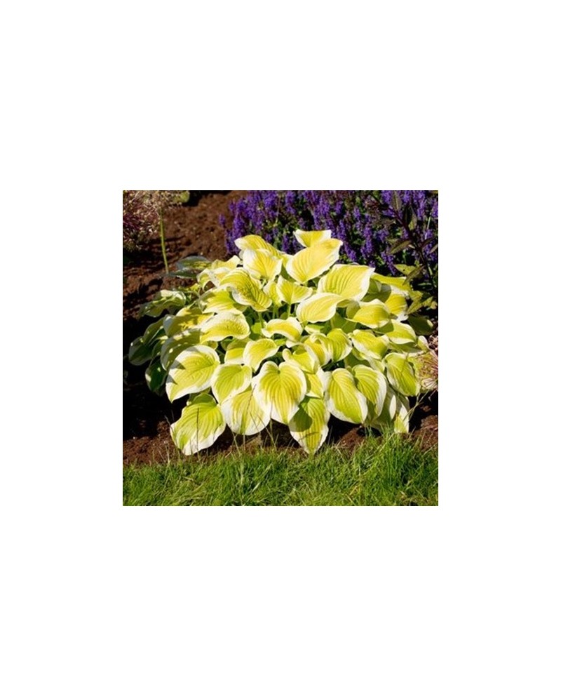 Hosta 'Spring Morning' - Funkia