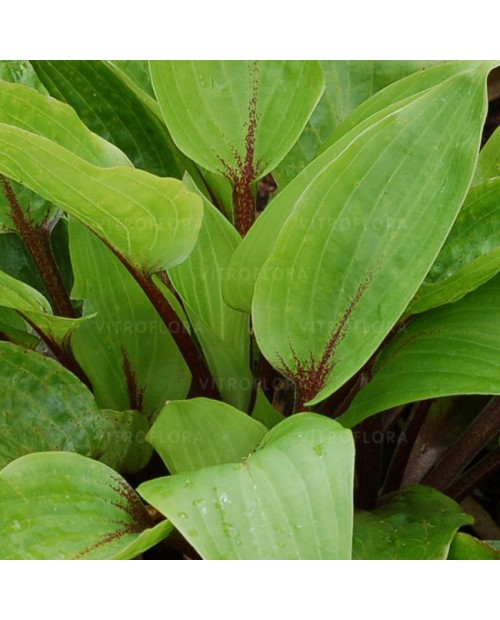 Hosta 'Purple Heart' - Funkia