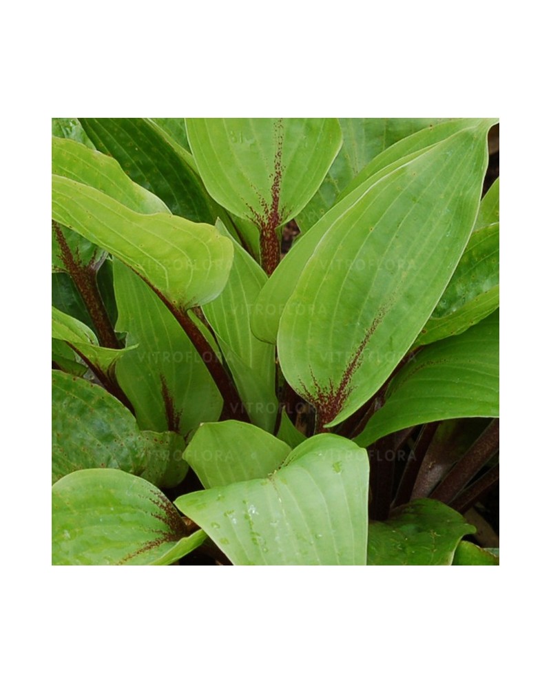 Hosta 'Purple Heart' - Funkia