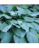 Hosta 'Big Daddy' - Funkia