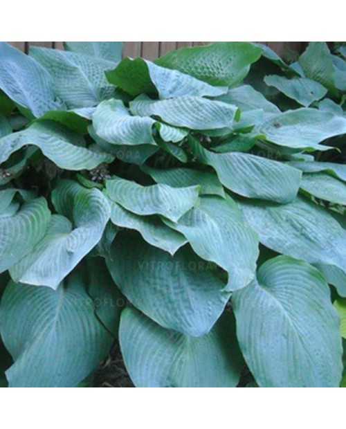 Hosta 'Big Daddy' - Funkia