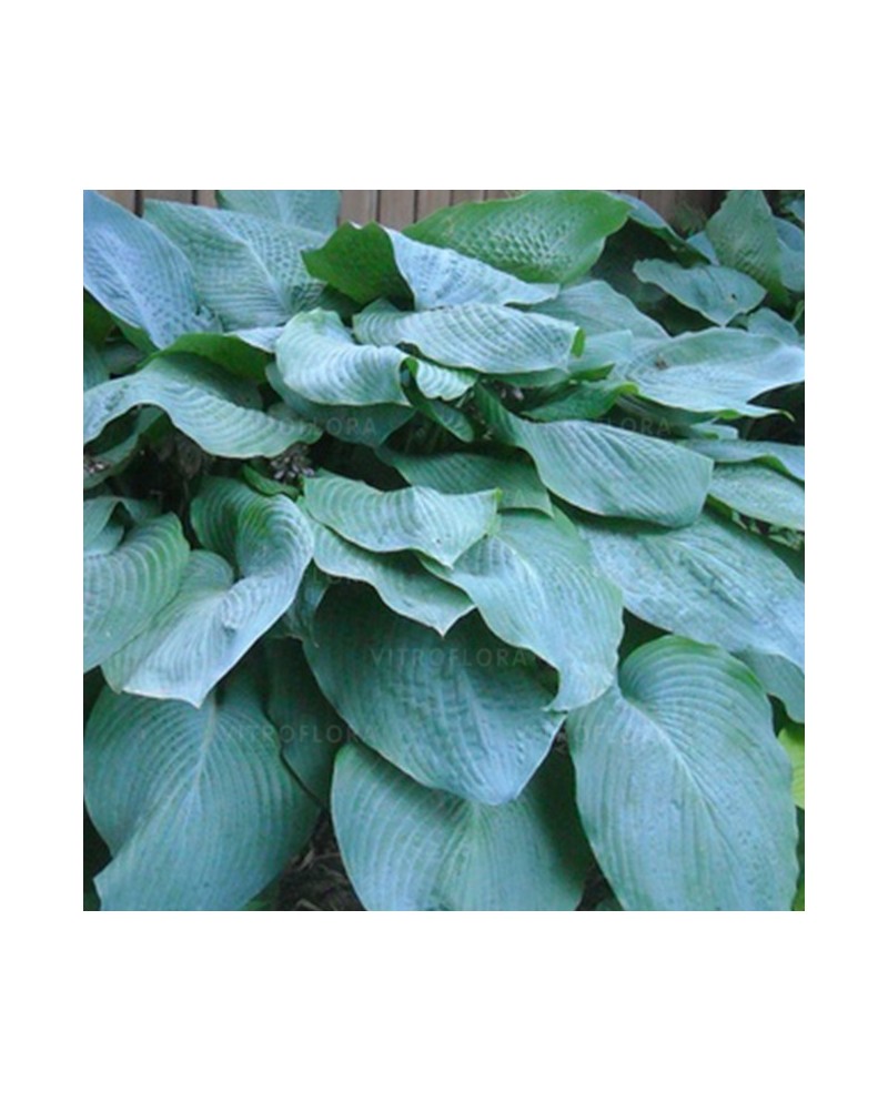 Hosta 'Big Daddy' - Funkia