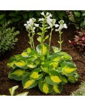 Hosta 'Sunset Grooves' - Funkia