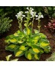 Hosta 'Sunset Grooves' - Funkia