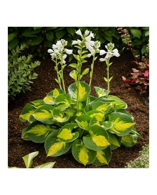 Hosta 'Sunset Grooves' - Funkia
