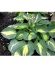Hosta 'Dream Queen' - Funkia