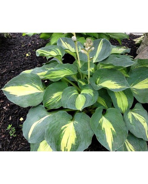 Hosta 'Dream Queen' - Funkia