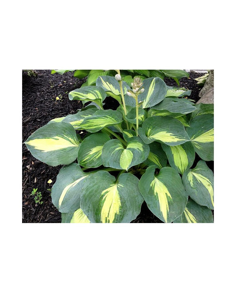 Hosta 'Dream Queen' - Funkia