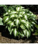 Hosta 'Night Before Christmas' - Funkia