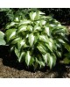 Hosta 'Night Before Christmas' - Funkia