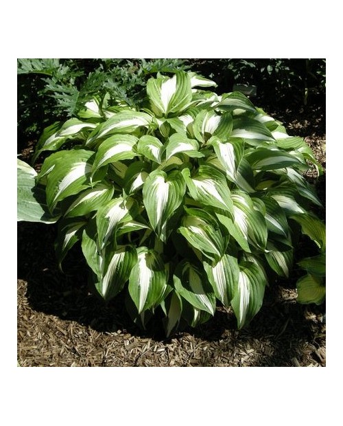 Hosta 'Night Before Christmas' - Funkia