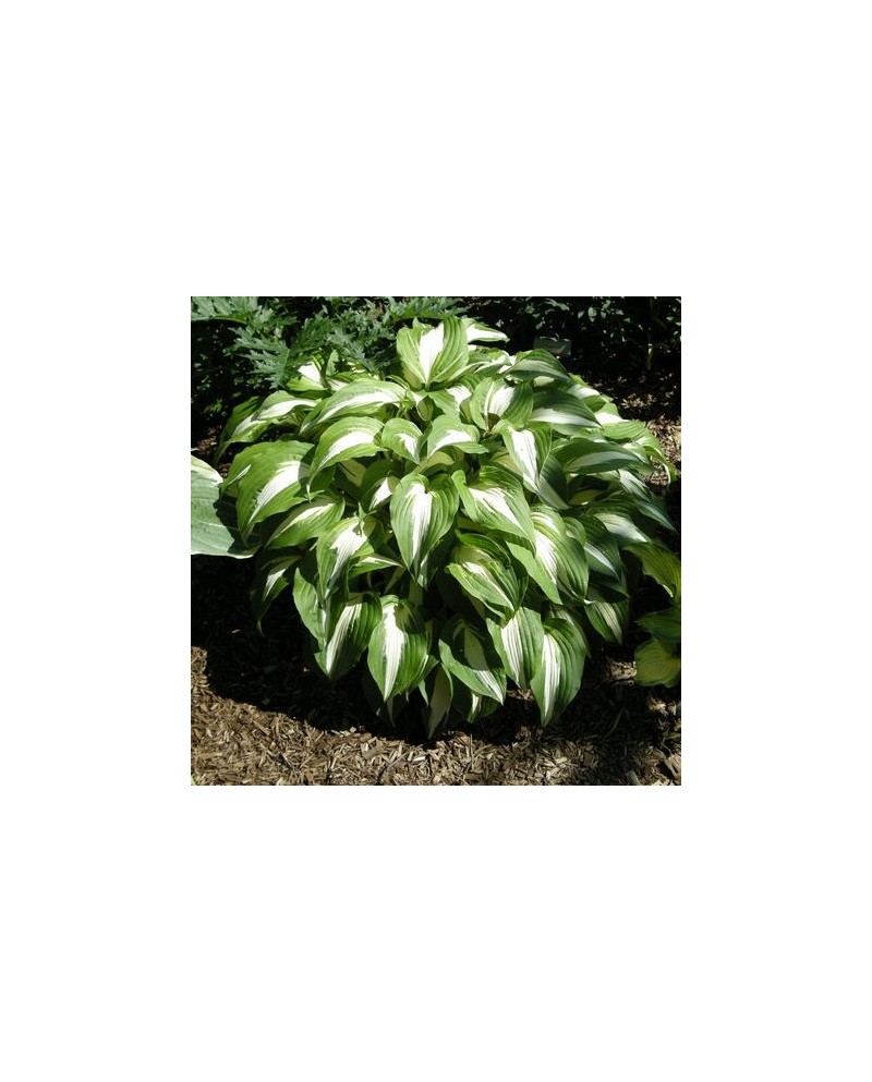 Hosta 'Night Before Christmas' - Funkia