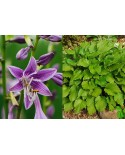 Hosta 'Purple Sensation' - Funkia