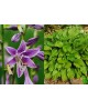 Hosta 'Purple Sensation' - Funkia