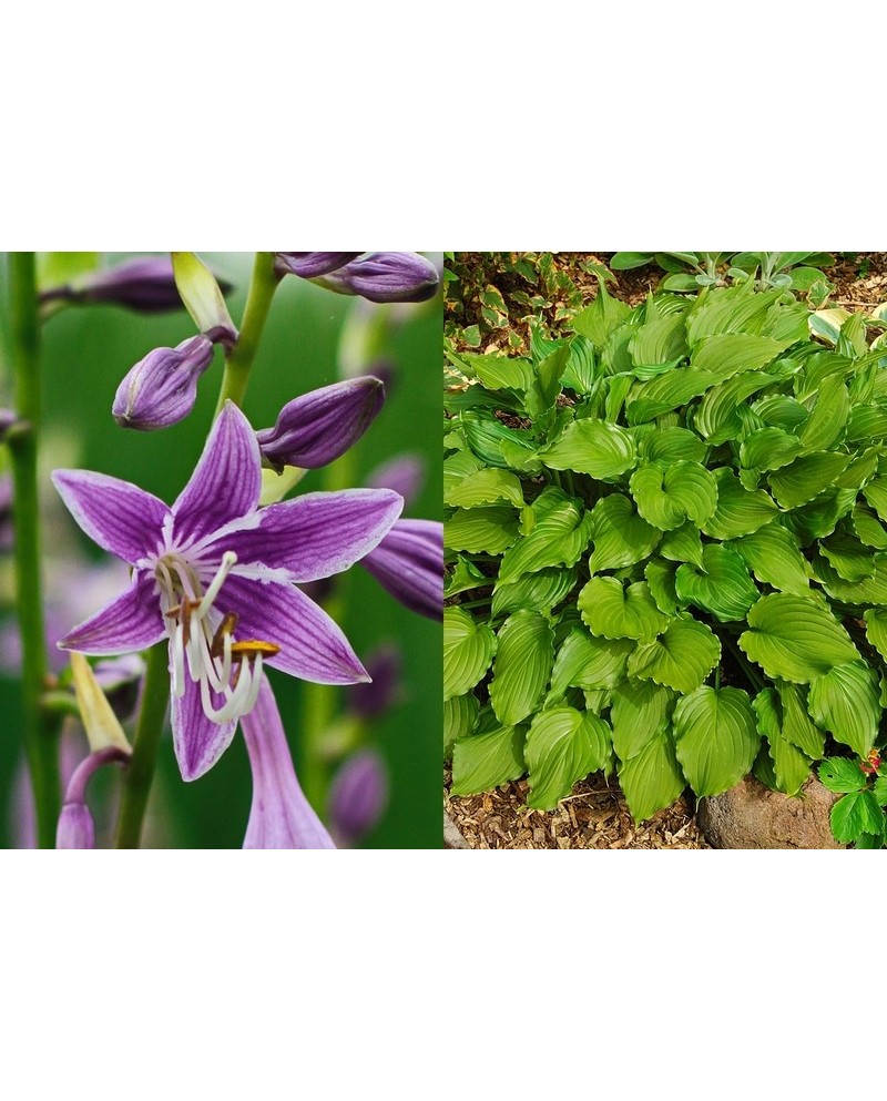 Hosta 'Purple Sensation' - Funkia