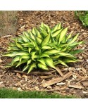 Hosta 'Lakeside Little Tuft' - Funkia