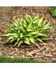 Hosta 'Lakeside Little Tuft' - Funkia