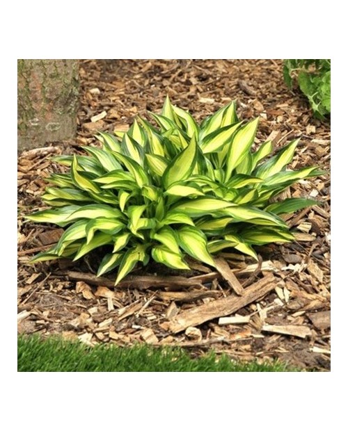 Hosta 'Lakeside Little Tuft' - Funkia