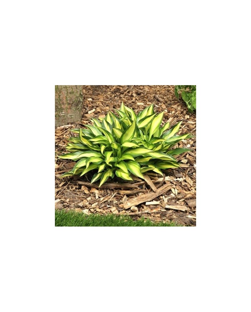Hosta 'Lakeside Little Tuft' - Funkia