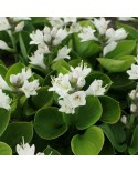 Hosta 'Monster Ears' - Funkia