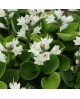 Hosta 'Monster Ears' - Funkia