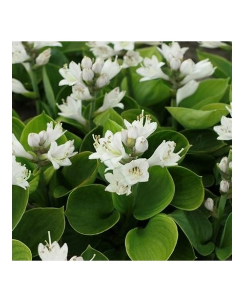 Hosta 'Monster Ears' - Funkia