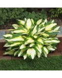 Hosta 'Color Festival' - Funkia