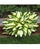 Hosta 'Color Festival' - Funkia