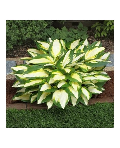 Hosta 'Color Festival' - Funkia