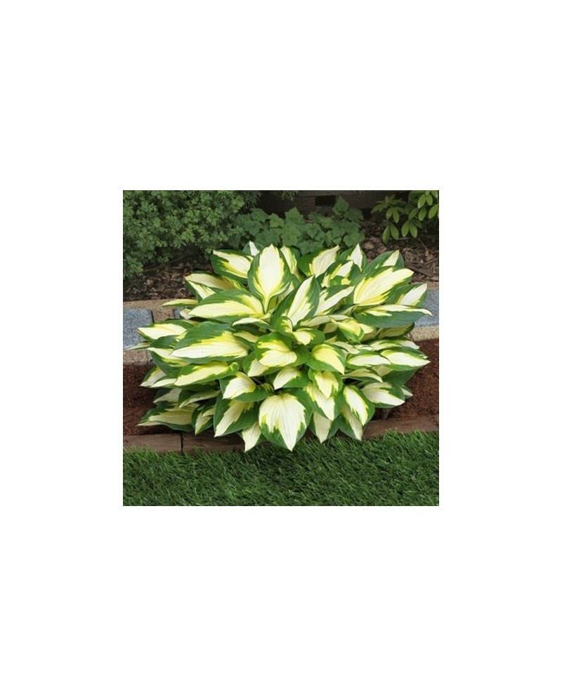Hosta 'Color Festival' - Funkia