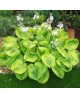 Hosta 'Summer Breeze ' - Funkia