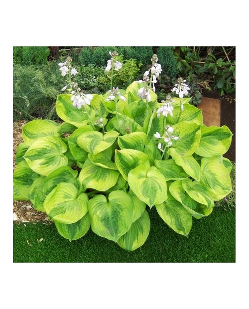 Hosta 'Summer Breeze ' - Funkia