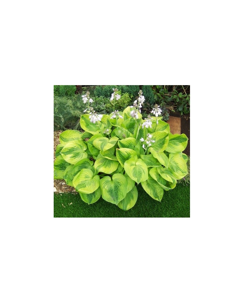 Hosta 'Summer Breeze ' - Funkia