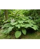 Hosta 'Kingsize' - Funkia