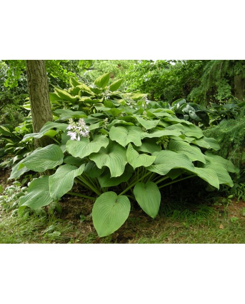 Hosta 'Kingsize' - Funkia