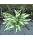 Hosta 'Party Popper' - Funkia