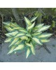 Hosta 'Party Popper' - Funkia