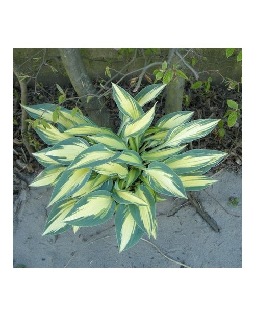 Hosta 'Party Popper' - Funkia