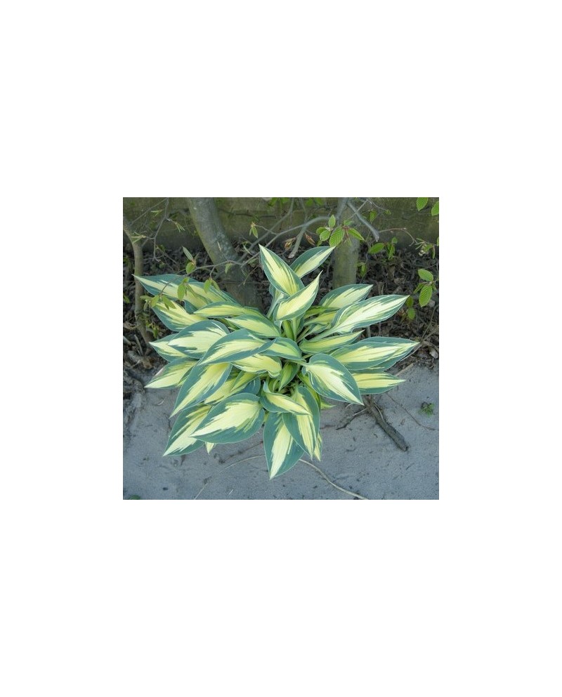 Hosta 'Party Popper' - Funkia