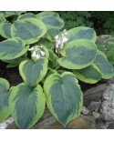 Hosta 'Olive Bailey Langdon' - Funkia