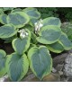 Hosta 'Olive Bailey Langdon' - Funkia