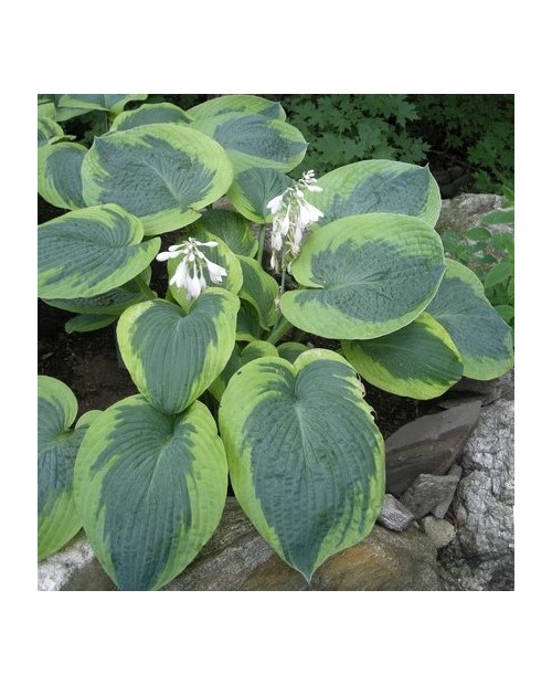 Hosta 'Olive Bailey Langdon' - Funkia