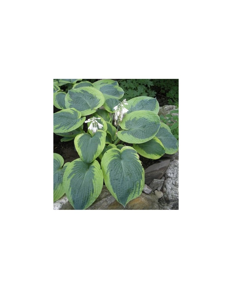 Hosta 'Olive Bailey Langdon' - Funkia