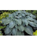 Hosta 'Blue Angel' - Funkia