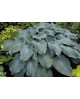 Hosta 'Blue Angel' - Funkia